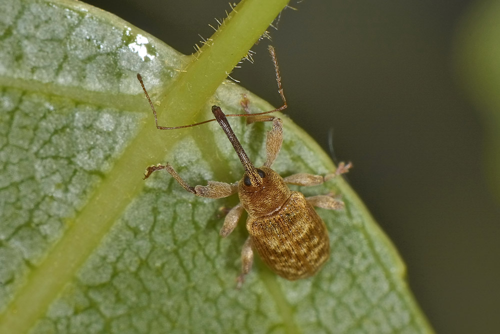 Curculionide di ospedale. - Dorytomus cf. filirostris